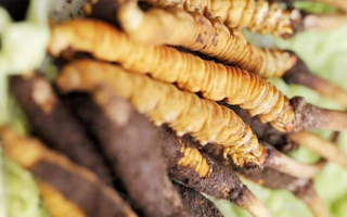 冬蟲(chóng)夏草鮮草能賣(mài)多久？多因素影響下的售賣(mài)周期解析