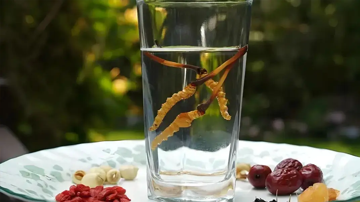 冬蟲夏草鮮品泡酒：養生佳釀還是健康隱患？