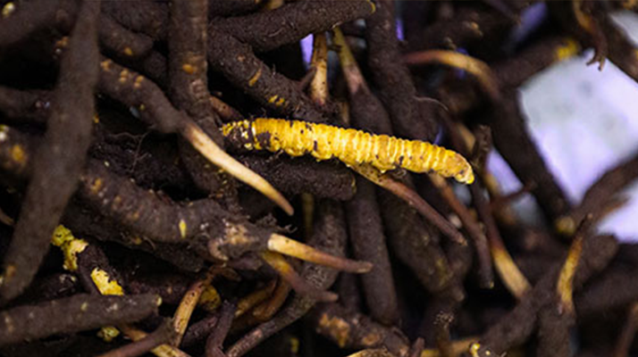 干鮮草<a href=http://www.gmsign.com.cn/jiage/ target=_blank class=infotextkey>冬蟲夏草價格</a>揭秘