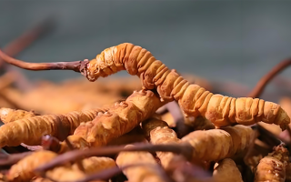 2025 年冬蟲夏草最新價格表及影響因素分析?