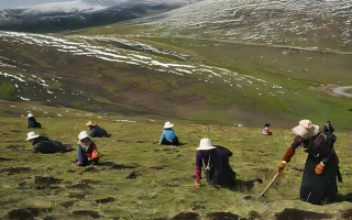 高原尋蟲記：我的冬蟲夏草采摘之旅
