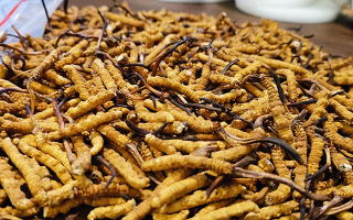 冬蟲夏草品質價位表大全，一文掌握行情