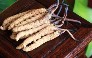 女孩家種冬蟲夏草好嗎？深度剖析種植可行性