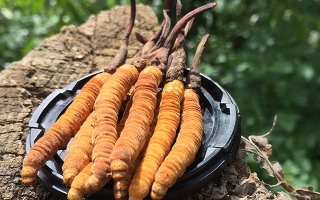 冬蟲夏草的產地有哪些地方？一文解鎖產地密碼