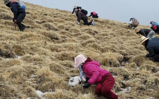 揭秘冬蟲夏草的黃金采摘季：時間、地域與品質(zhì)的微妙關系? ? ? ?