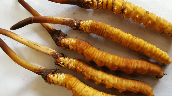 鮮冬蟲夏草保存指南：鎖住營養不流失