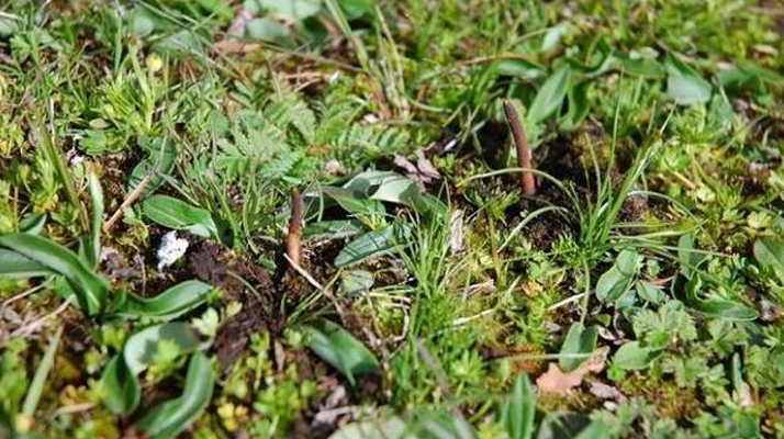 鮮冬蟲夏草的神奇功效：大自然的養生饋贈? ? ? ?