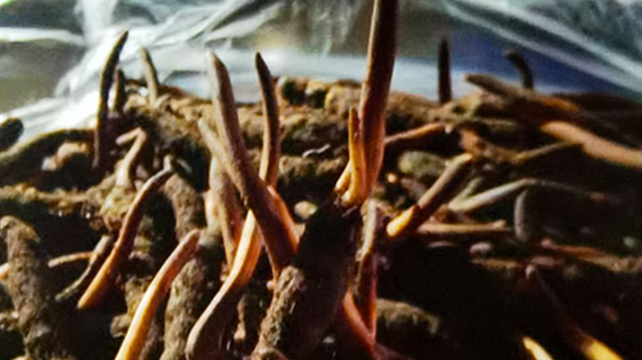 新鮮冬蟲夏草保存全攻略：鎖住營養，延長鮮味