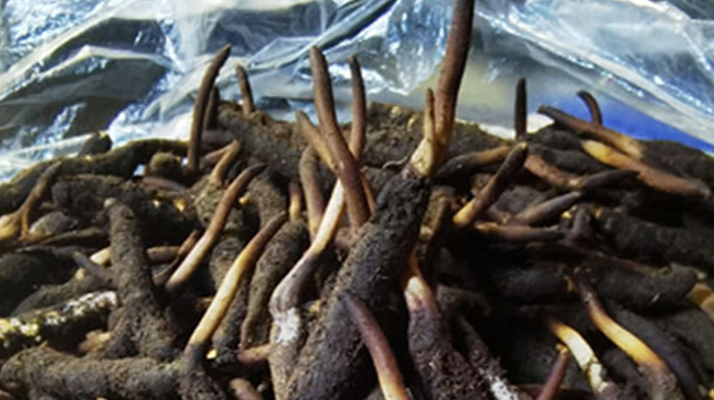 1 克<a href=http://www.gmsign.com.cn/xinxian/ target=_blank class=infotextkey>新<a href=http://www.gmsign.com.cn/xinxian/ target=_blank class=infotextkey>鮮冬蟲夏草</a></a>的價格揭秘