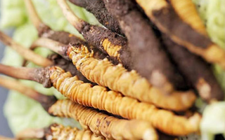 冰凍新鮮冬蟲夏草能吃嗎？