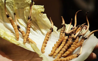 冬蟲(chóng)夏草為何鮮的好？深度解析鮮蟲(chóng)草的獨(dú)特優(yōu)勢(shì)