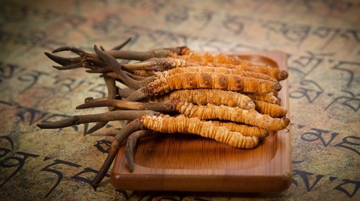 冬蟲夏草鮮草會上火嗎？科學解讀其食用特性
