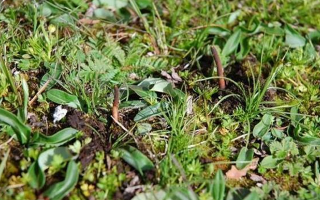 冬蟲夏草鮮草好不好喝？探尋獨特的味覺體驗