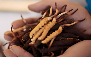 冬蟲夏草鮮草幾月份采挖？產地與時節的奧秘