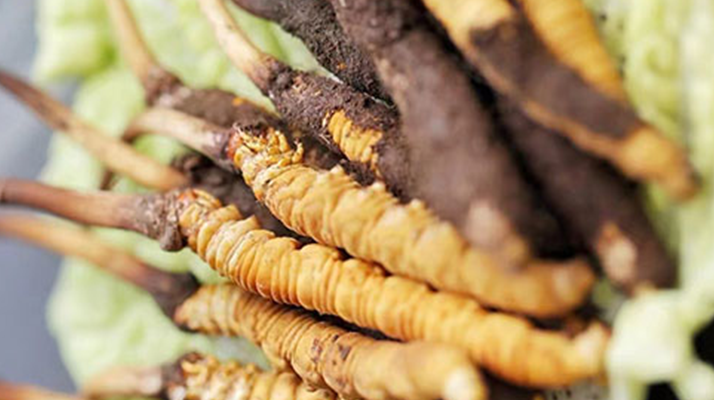 正宗那曲新鮮冬蟲(chóng)夏草辨認(rèn)指南