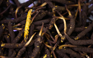 吃新鮮冬蟲夏草會過敏嗎？一文為你揭秘