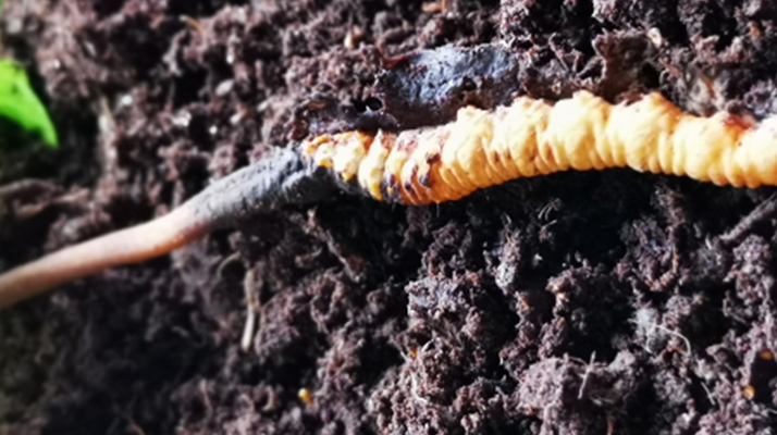 冬蟲夏草干草與鮮草的差異與選擇