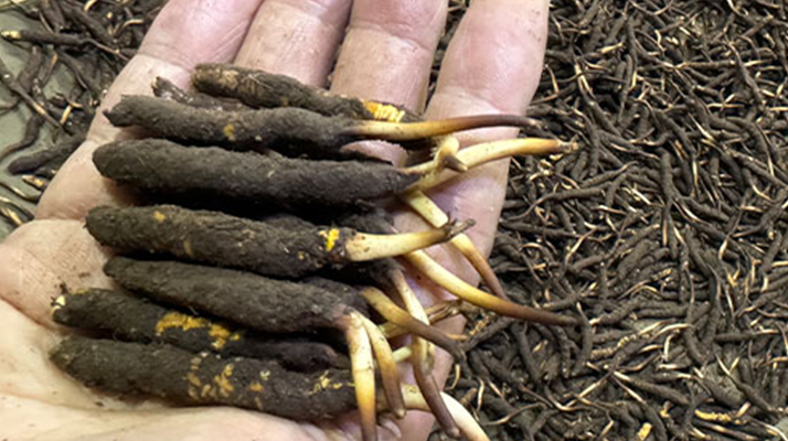 冬蟲夏草燉湯真能提鮮？揭開滋補(bǔ)食材的味覺密碼