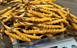 冬蟲夏草：鮮草與干草的獨特魅力