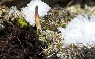 冰鮮的冬蟲夏草還能吃嗎？一文讀懂食用真相? ? ? ?