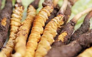 探秘冬蟲夏草鮮草的優質產地：哪里的才是上佳之選