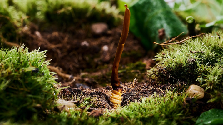 探秘那曲純野生<a href=http://www.gmsign.com.cn/xinxian/ target=_blank class=infotextkey>新<a href=http://www.gmsign.com.cn/xinxian/ target=_blank class=infotextkey>鮮冬蟲夏草</a></a>