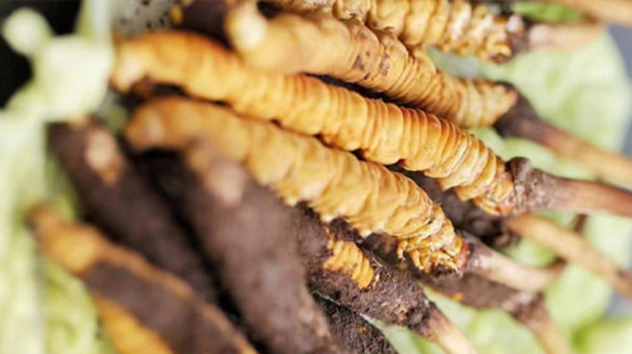 一文讀懂：鮮<a href=http://www.gmsign.com.cn/jiage/ target=_blank class=infotextkey>冬蟲夏草價格</a>揭秘