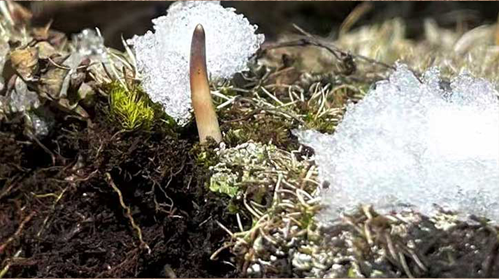 鮮冬蟲夏草燉湯多久能吃？科學(xué)燉煮時(shí)間全解析