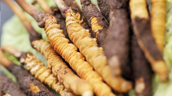 鮮冬蟲夏草哪個尺寸最好？一文讀懂，不再糾結