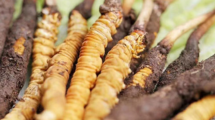 鮮冬蟲夏草能存放多久？科學保存指南來了