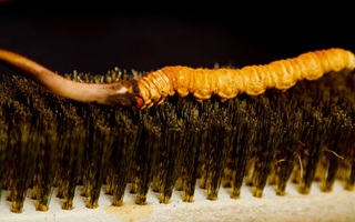 鮮冬蟲夏草什么口感最好？探尋舌尖上的滋補美味? ? ? ?