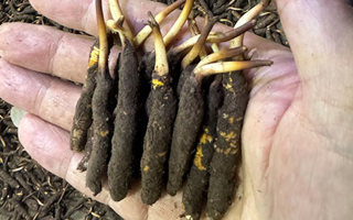 3000 條蟲草一克是幾只？深入解析蟲草規格與重量關系? ? ? ?