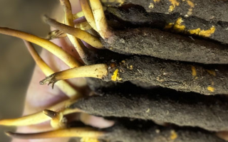 蟲草怎么存放比較好？科學(xué)保存指南