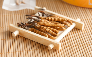 什么地方冬蟲夏草最正宗