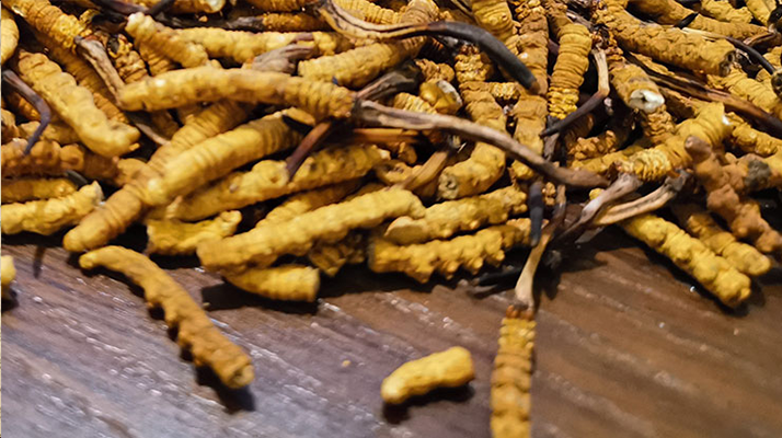 斷的冬蟲(chóng)夏草有效果嗎？一文揭開(kāi)真相