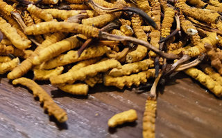 斷的冬蟲(chóng)夏草有效果嗎？一文揭開(kāi)真相