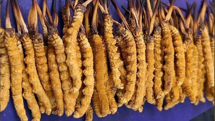 野生<a href=http://www.gmsign.com.cn/jiage/ target=_blank class=infotextkey>冬蟲夏草價格</a>多少一斤?市場行情與價格影響因素解析