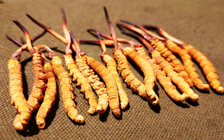 野生冬蟲(chóng)夏草產(chǎn)業(yè)前景展望
