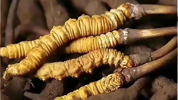 生嚼鮮冬蟲夏草能吃嗎？科學(xué)解析食用方式