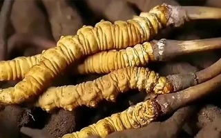 生嚼鮮冬蟲夏草能吃嗎？科學(xué)解析食用方式