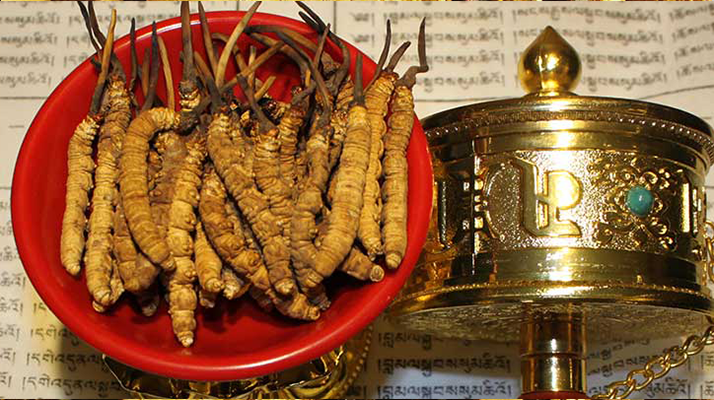 <a href=http://www.gmsign.com.cn/gongxiao/ target=_blank class=infotextkey><a href=http://www.gmsign.com.cn/gongxiao/ target=_blank class=infotextkey><a href=http://www.gmsign.com.cn/yangsheng/ target=_blank class=infotextkey>冬蟲(chóng)夏草的功效</a></a></a>解析：傳統(tǒng)珍寶的現(xiàn)代價(jià)值