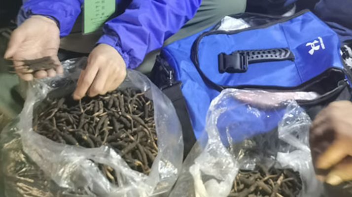 <a href=http://www.gmsign.com.cn/xinxian/ target=_blank class=infotextkey>新<a href=http://www.gmsign.com.cn/xinxian/ target=_blank class=infotextkey>鮮冬蟲夏草</a></a>的正確食用指南