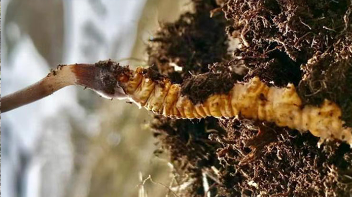 <a href=http://www.gmsign.com.cn/xinxian/ target=_blank class=infotextkey>新<a href=http://www.gmsign.com.cn/xinxian/ target=_blank class=infotextkey>鮮冬蟲夏草</a></a>干刷技巧全解析