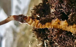 探秘純天然野生新鮮冬蟲夏草：滋補珍品的自然饋贈