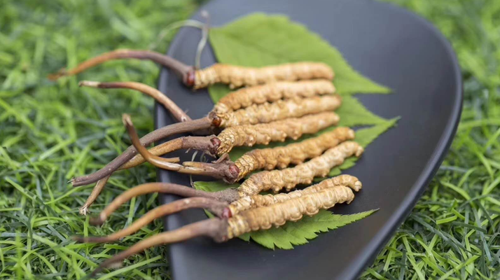 新鮮松茸冬蟲夏草怎么吃？滋補雙珍的美味搭配指南