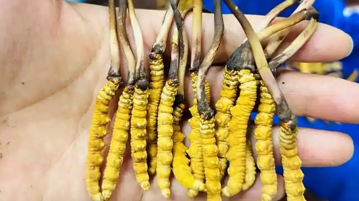 新鮮冬蟲夏草冷凍保存指南：鎖住營養的科學方法
