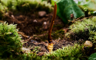 新鮮好的冬蟲夏草怎么吃？解鎖營養滋補新方式?