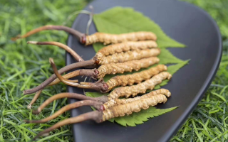 新鮮松茸冬蟲夏草怎么吃？滋補雙珍的美味搭配指南