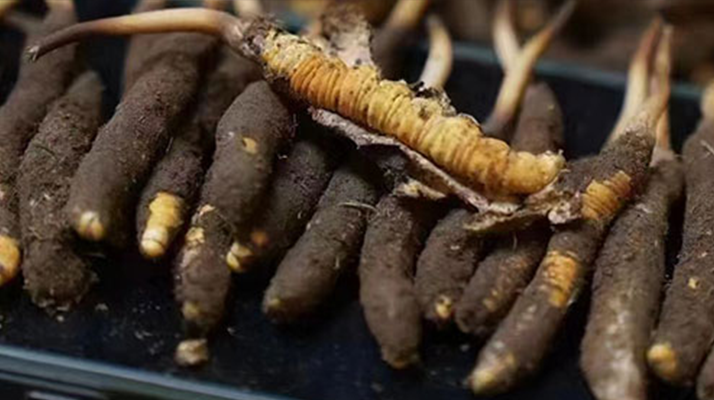 冬蟲夏草適合哪些人群?精準滋補指南