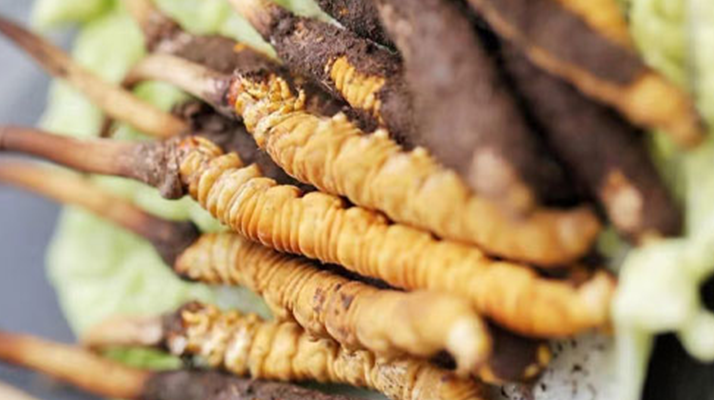 鮮冬蟲夏草的形態特征詳解